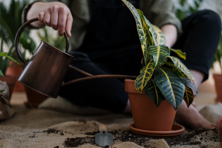 Projekty domov | Von der Saat bis zur Keimung: Der Leitfaden für Einsteiger in den Gartenbau